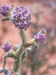 Pterocaulon sphacelatum