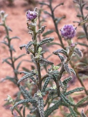Pterocaulon sphacelatum