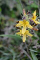 Wachendorfia multiflora