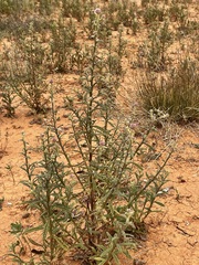 Pterocaulon sphacelatum