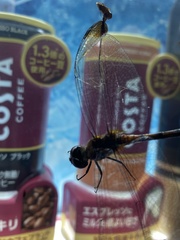 Sympetrum infuscatum