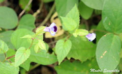 Torenia
