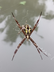 Argiope appensa