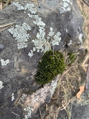 Ulota crispa