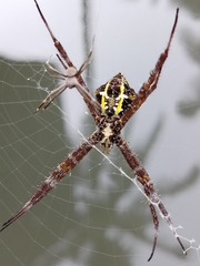 Argiope appensa