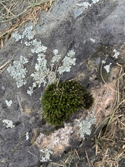 Ulota crispa