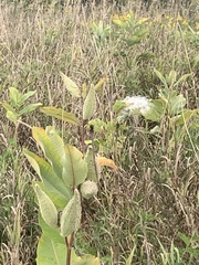 Asclepias syriaca
