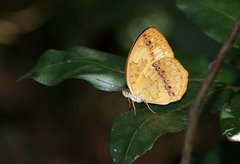 Cupha erymanthis