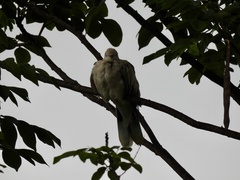 Streptopelia bitorquata