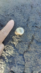 Nerita albicilla