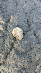 Nerita albicilla