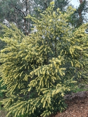 Acacia floribunda