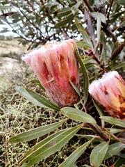 Protea laurifolia