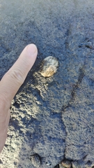Nerita albicilla