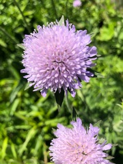 Knautia arvensis