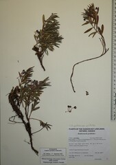 Andromeda polifolia polifolia