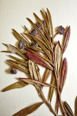 Andromeda polifolia polifolia