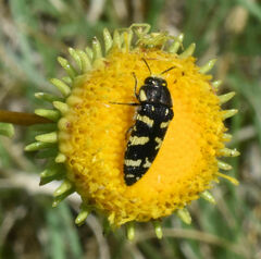 Acmaeodera macra