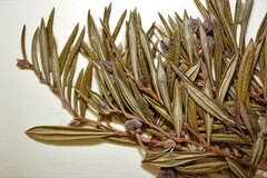 Andromeda polifolia polifolia