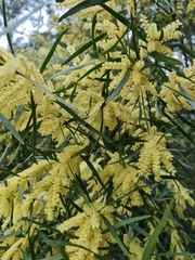 Acacia floribunda