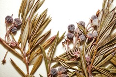 Andromeda polifolia polifolia