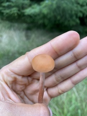 Laccaria laccata