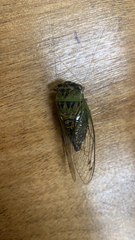 Neotibicen pruinosus