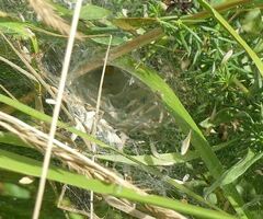Agelena labyrinthica