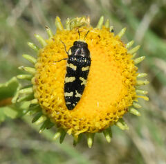 Acmaeodera macra