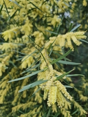 Acacia floribunda