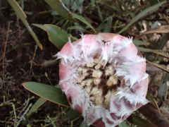 Protea laurifolia