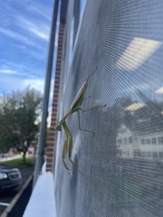Tenodera angustipennis