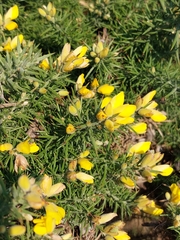 Ulex europaeus