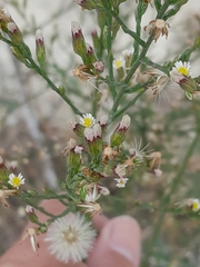 Symphyotrichum subulatum