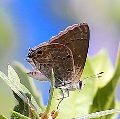Strymon istapa