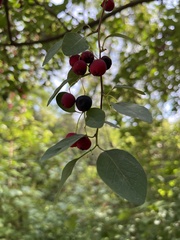 Cotoneaster