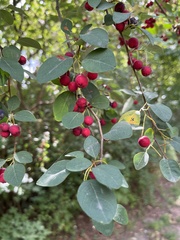 Cotoneaster