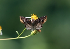 Odontoptilum angulata