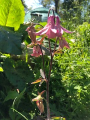 Aquilegia vulgaris