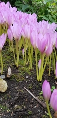 Colchicum bivonae