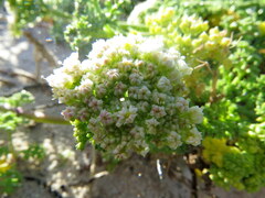 Dasispermum suffruticosum