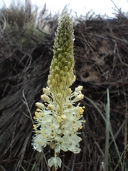 Bulbinella cauda-felis