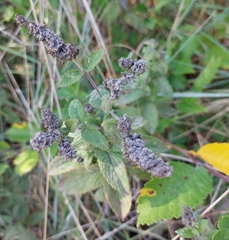 Mentha longifolia