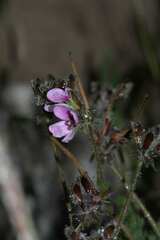 Pelargonium hirtum