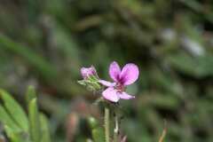 Pelargonium hirtum