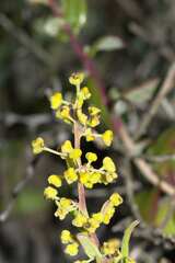 Tetragonia