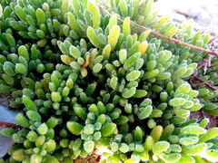 Drosanthemum candens