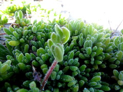 Drosanthemum candens