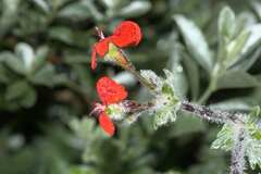 Pelargonium fulgidum
