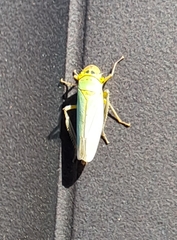 Cicadella viridis